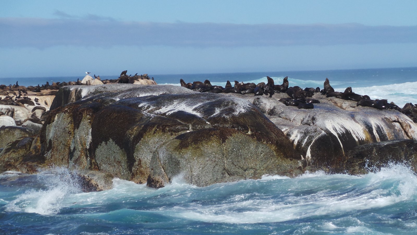 Seal Watching23